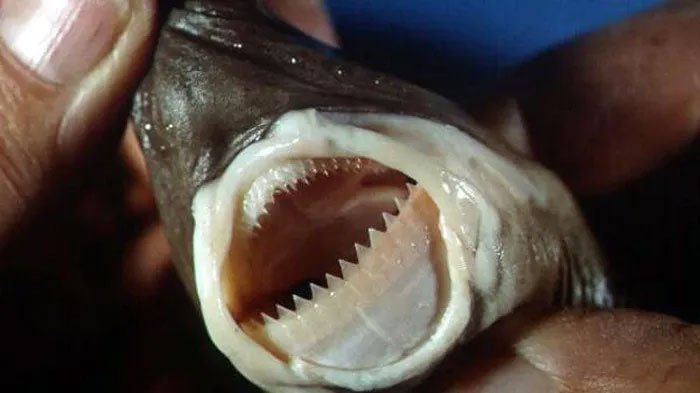 Dựng tóc gáy với hàm răng kinh dị làm thịt cả tàu ngầm của cá mập cắt bánh quy