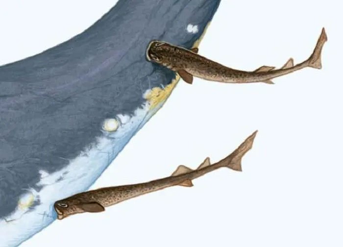 Dựng tóc gáy với hàm răng kinh dị làm thịt cả tàu ngầm của cá mập cắt bánh quy