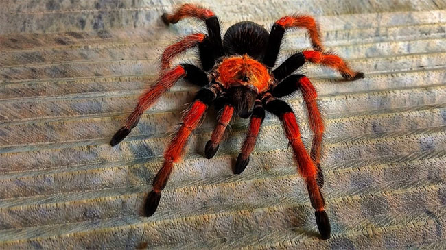 Được mệnh danh là Spider-Man vì nuôi hơn 300 con nhện độc trong nhà