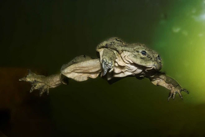 Ếch bìu! Loài ếch khổng lồ Peru đang bị đe dọa nghiêm trọng và chỉ còn sống ở hồ Titicaca