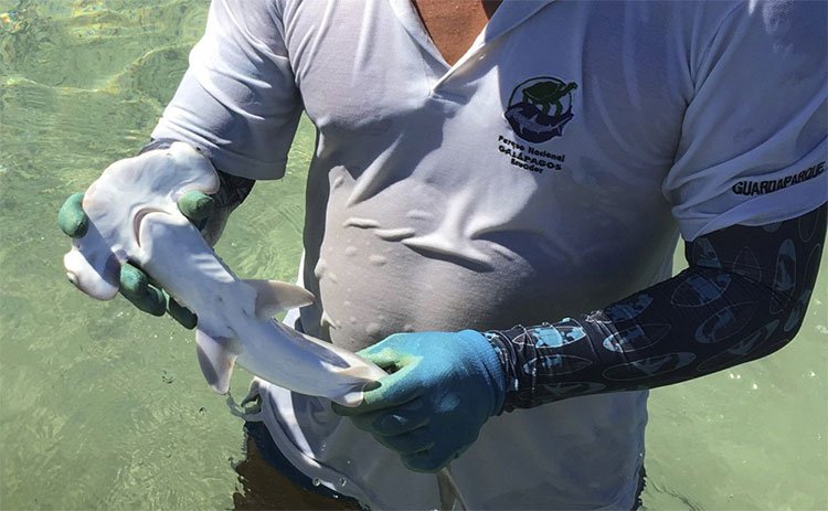 Ecuador phát hiện vườn trẻ giữa đại dương của cá nhám búa