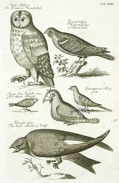 Francis Willughby: Người đầu tiên phân loại các loài chim