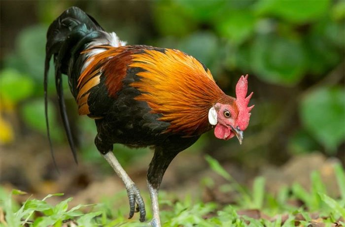 Gà nuôi ngày nay được thuần hóa từ gà lôi đỏ ở Đông Nam Á