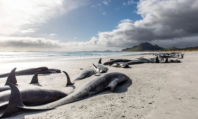Gần 500 cá voi hoa tiêu chết do mắc cạn tại quần đảo Chatham