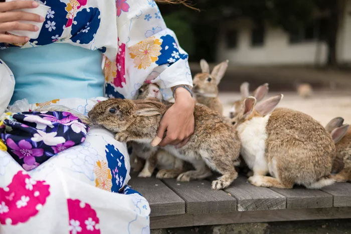 Gần nghìn con thỏ ở Nhật đối diện nguy cơ bị xóa sổ chỉ vì một việc làm của du khách