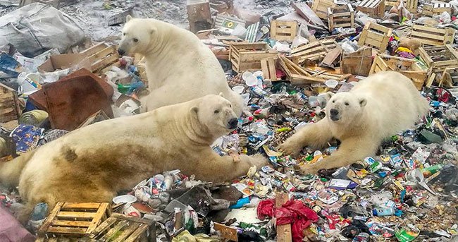 Gấu Bắc Cực bới rác kiếm ăn -  Lời cảnh tỉnh đáng sợ về ô nhiễm môi trường