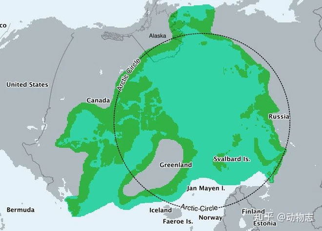 Gấu Bắc Cực có thể tồn tại ở Nam Cực không?
