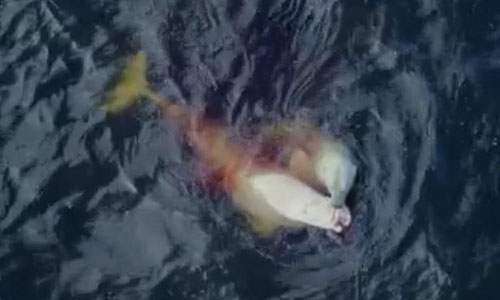 Gấu Bắc Cực lao xuống biển đoạt mạng cá voi trắng