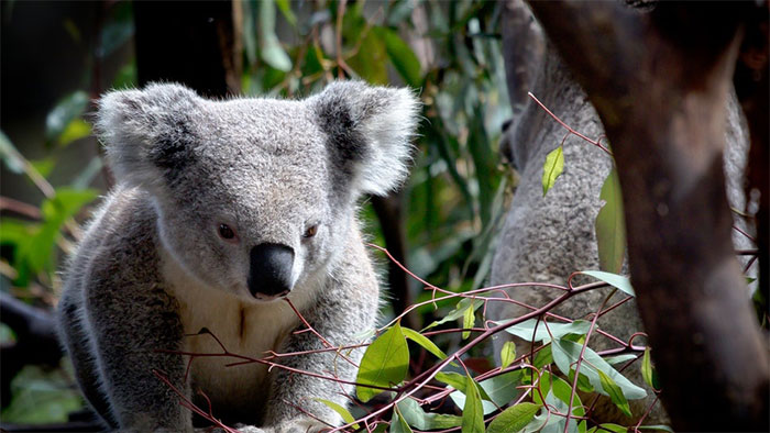 Gấu Koala sống sót ra sao sau vụ cháy rừng ở Australia?