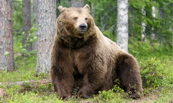 Gấu nâu tàn sát 38 con tuần lộc sau kỳ ngủ đông