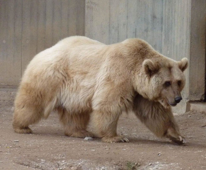 Gấu xám trắng “cực hiếm” và cuộc tình ngang trái xuyên địa lý trong bối cảnh biến đổi khí hậu toàn cầu