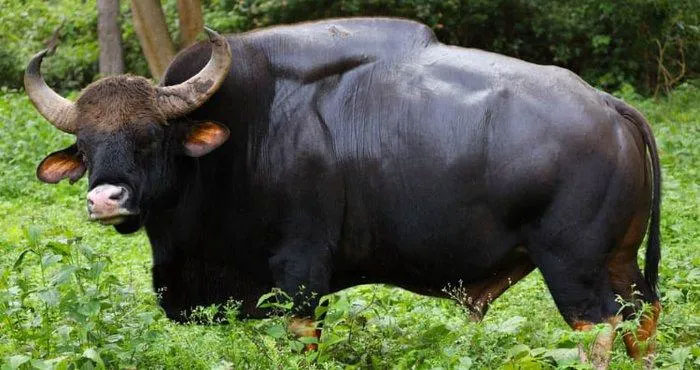 Gaur: Loài lớn nhất và cao nhất trong số các loài gia súc hoang dã