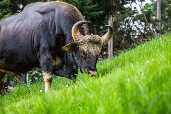 Gaur: Loài lớn nhất và cao nhất trong số các loài gia súc hoang dã