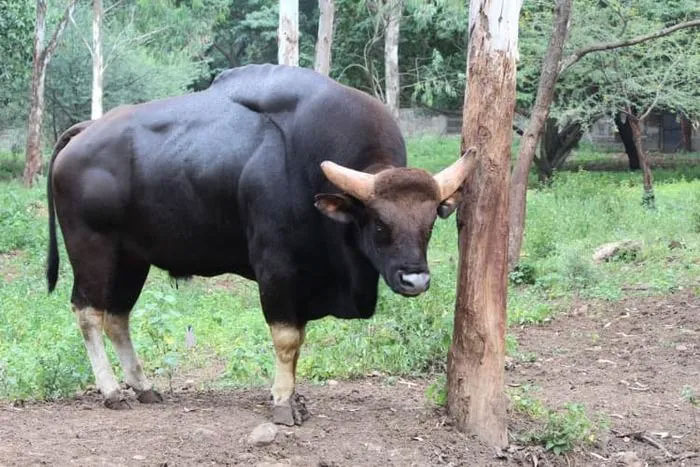 Gaur: Loài lớn nhất và cao nhất trong số các loài gia súc hoang dã