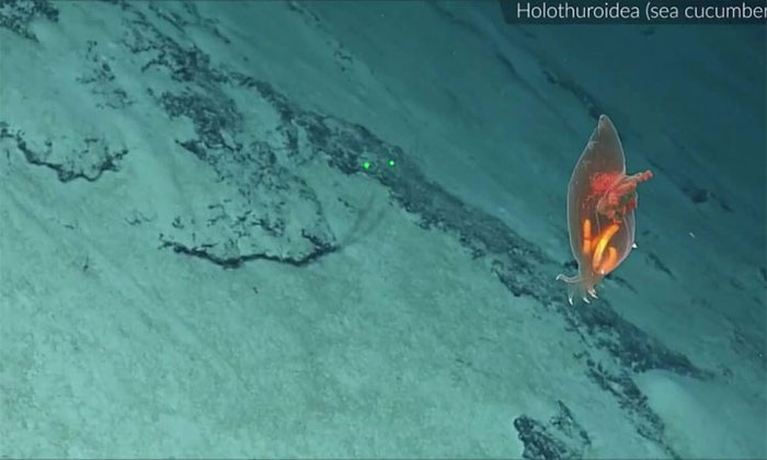 Ghi được hình hải sâm trong suốt ở độ sâu 2.200m dưới biển