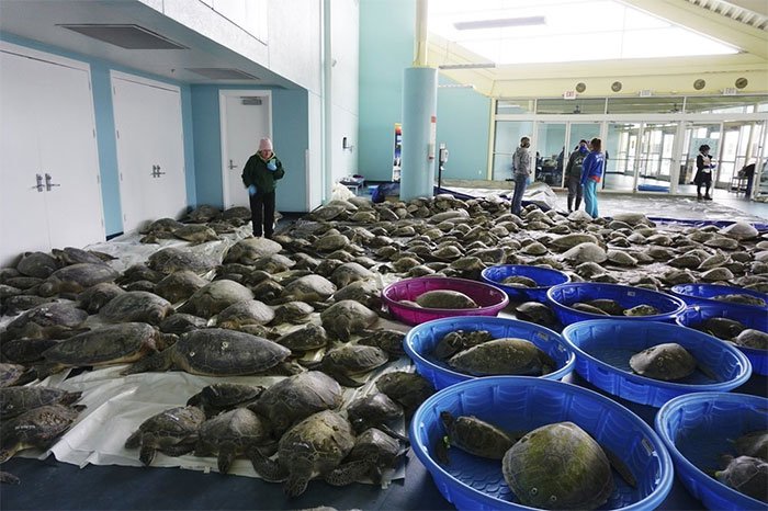 Giải cứu hàng nghìn con rùa biển có nguy cơ chết rét ở Texas