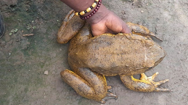Giải cứu loài ếch lớn nhất thế giới
