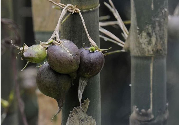 Giải mã bí ẩn loại cây hễ kết trái là xảy ra thảm họa ở Trung Quốc, Ấn Độ: Mọc đầy tại Việt Nam