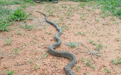 Giải mã bí ẩn loài rắn có 'hai chân' với 'nụ hôn tử thần', độc hơn hổ mang chúa gấp 5 lần!