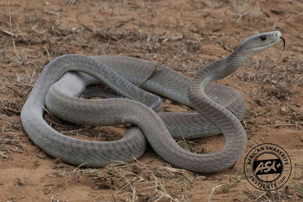 Giải mã bí ẩn loài rắn có 'hai chân' với 'nụ hôn tử thần', độc hơn hổ mang chúa gấp 5 lần!