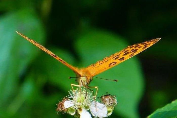 Giải mã bí ẩn về cú đập cánh của loài bướm