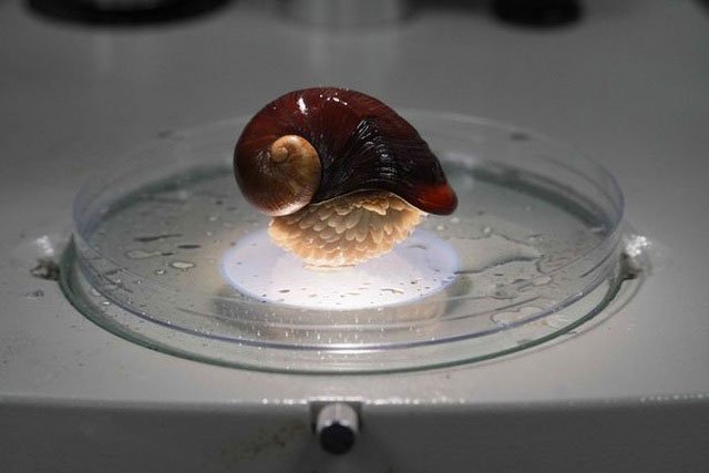 Giải mã bí mật của loài ốc sên sống trên miệng núi lửa