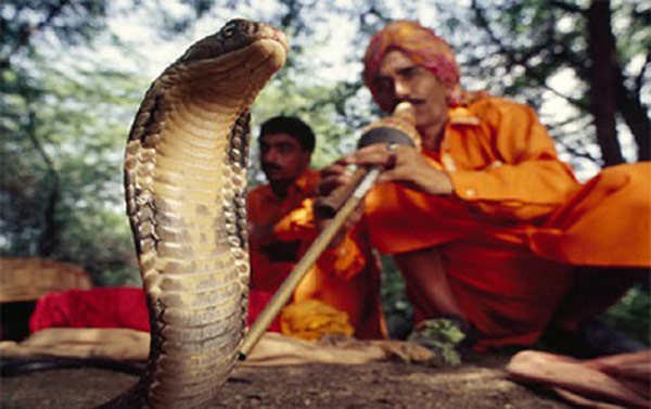 Giải mã bí mật đằng sau màn ảo thuật điều khiển rắn hổ mang bằng kèn của phù thủy rắn Ấn Độ