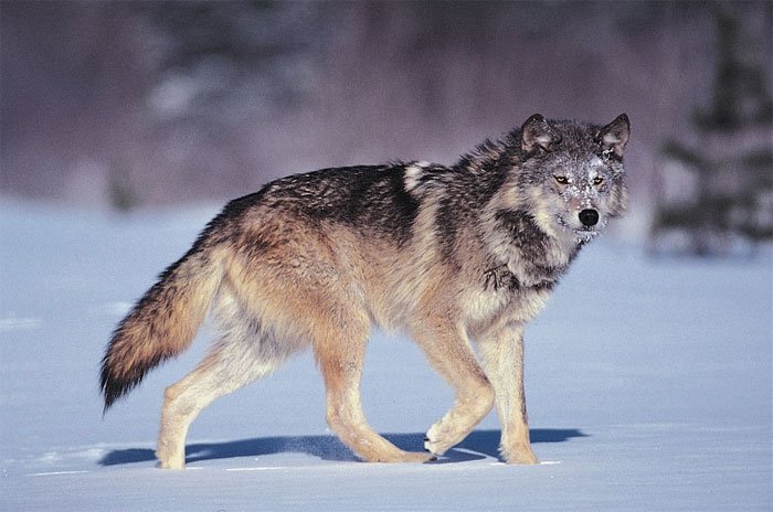 Giải mã hành động vẫy đuôi của loài sói