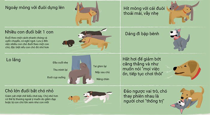 Giải mã ngôn ngữ cơ thể của chó và mèo