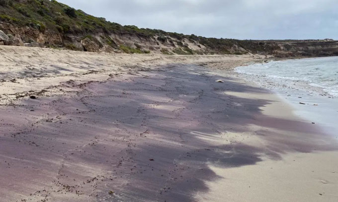 Giải mã những bãi biển ngọc hồng lựu ở Australia