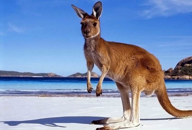Giai thoại về nguồn gốc cái tên “kangaroo” của loài chuột túi