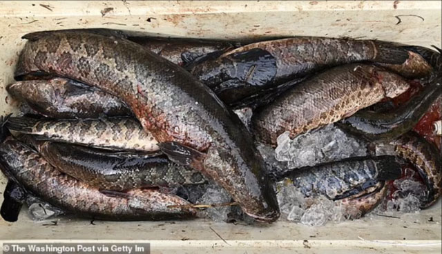 Giới chức Mỹ vừa ra cảnh báo về loài cá châu Á xâm lấn: Sống trên cạn tới 4 ngày, một lần đẻ 15.000 trứng