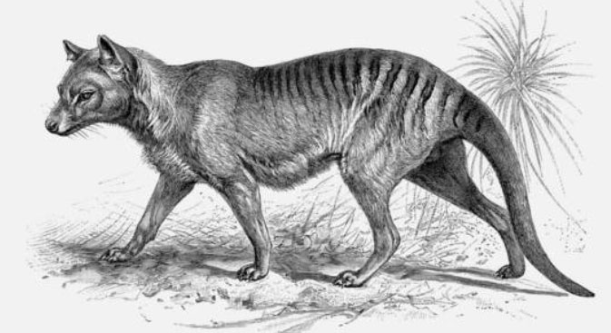 Giới khoa học hy vọng hồi sinh loài hổ Tasmania đã tuyệt chủng