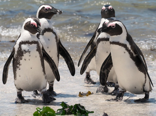 Giới khoa học ngỡ ngàng vì chim cánh cụt biết nhái giọng