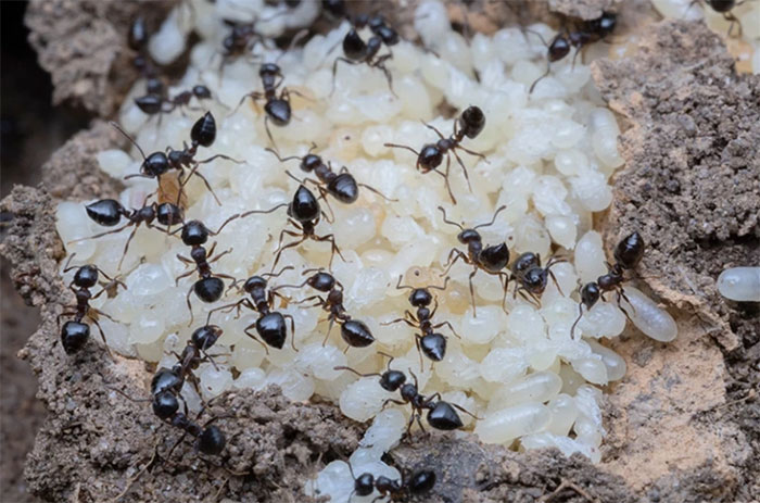 Giới khoa học sửng sốt khi phát hiện ra loài kiến cũng có khả năng sản xuất sữa