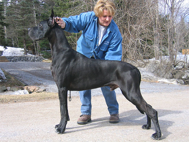 Giống chó Great Dane, gã khổng lồ với trái tim bồ câu