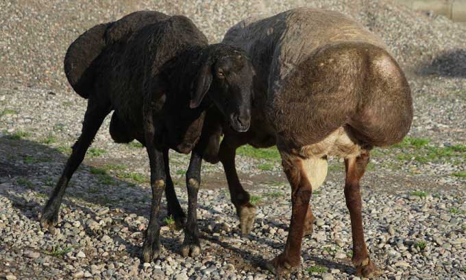 Giống cừu 200kg ở Tajikistan giúp ứng phó với biến đổi khí hậu