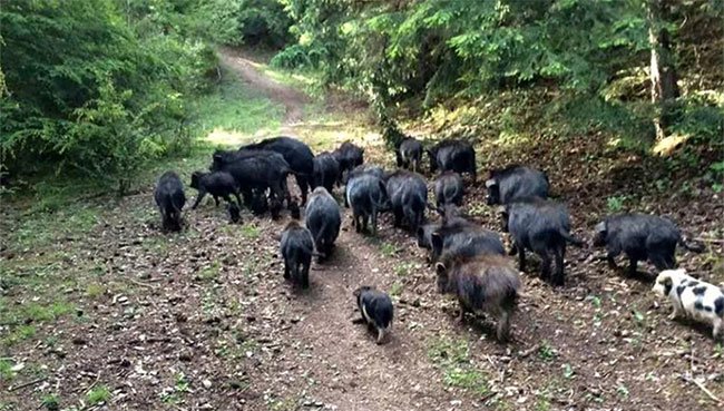 Giống lợn thơm giá 6,5 triệu/kg, người sành ăn ví như nhân sâm động vật