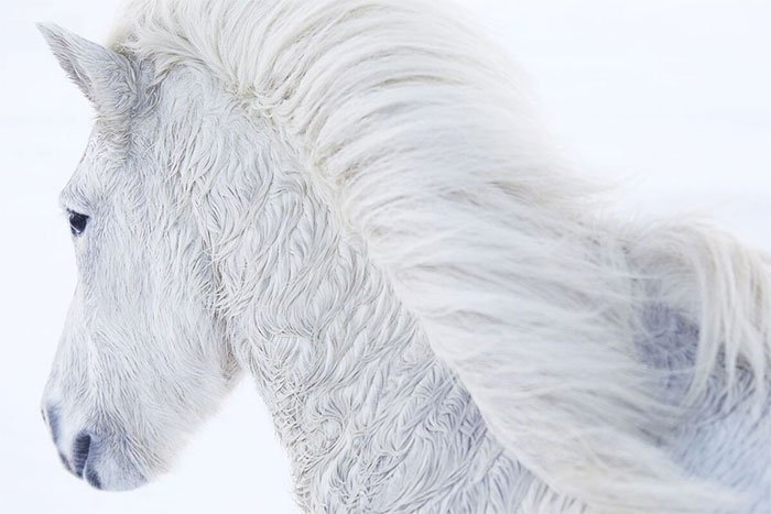 Giống ngựa huyền thoại ở băng đảo lạnh giá