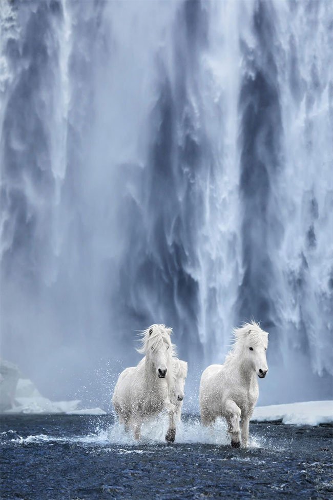 Giống ngựa huyền thoại ở băng đảo lạnh giá