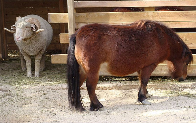 Giống ngựa nhỏ nhất thế giới có thể sống gần 50 năm