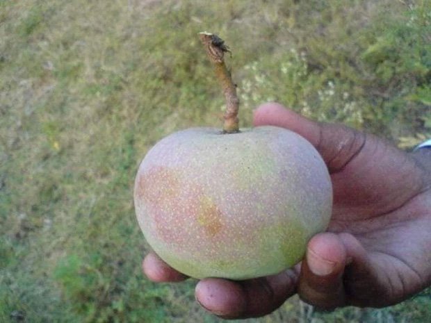 Giống xoài tiến vua siêu hiếm: Trông như quả táo, vị như quả chuối, chỉ một nơi trên thế giới trồng được