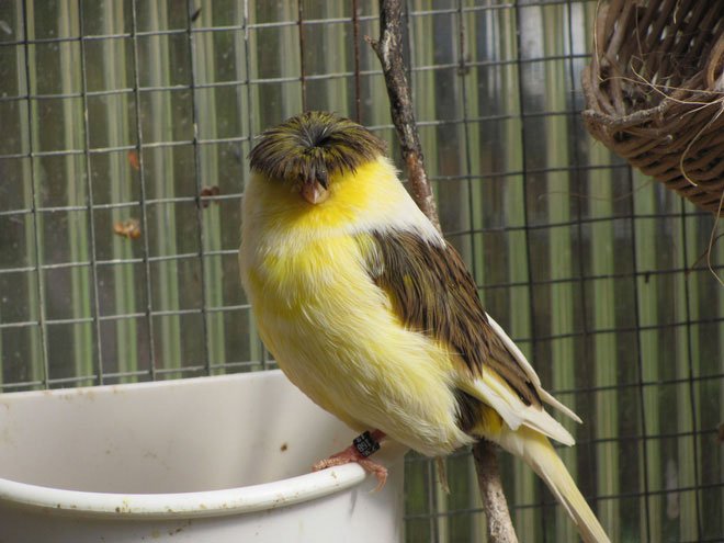 Gloster Canary: Loài chim kỳ lạ sở hữu quả đầu moi cực chất