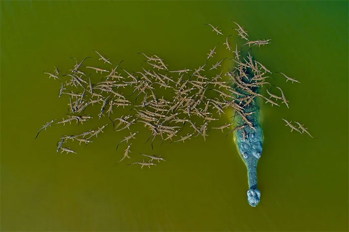 Góc đáng yêu: Hình ảnh cá sấu bố cõng 100 cá sấu con trên lưng