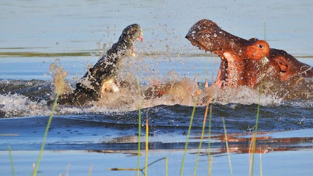 Hà mã lao vào giành con mồi với cá sấu: Xem cách chiến đấu là biết con nào thắng!