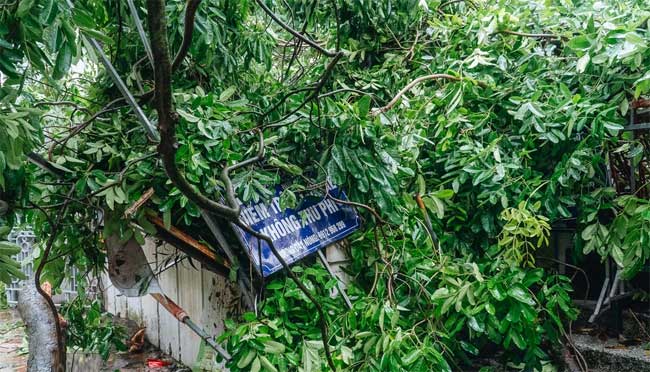 Hà Nội: Bão số 7 gây mưa lớn cả ngày, nhiều cây xanh bật gốc, đè bẹp xế hộp Camry