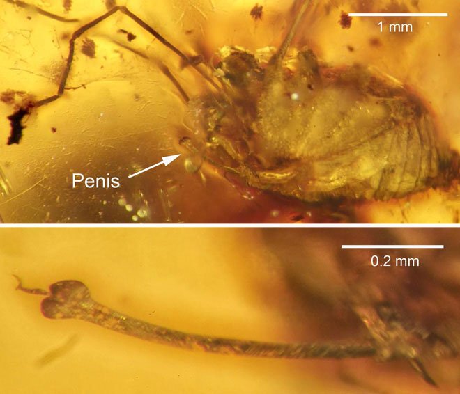 Hai cá thể ruồi đang quan hệ thì bị dính nhựa thông, mắc kẹt trong tư thế nhạy cảm suốt 41 triệu năm