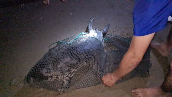 Hải cẩu quý hiếm bất ngờ xuất hiện ở biển Quảng Nam