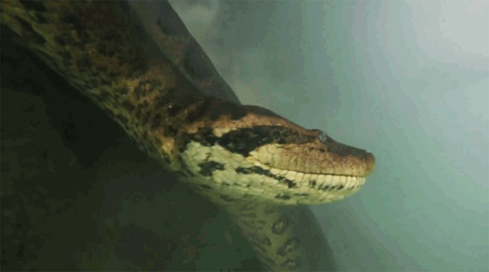 Hãi hùng cảnh thợ lặn đụng độ trăn Anaconda dài 7 mét dưới lòng sông