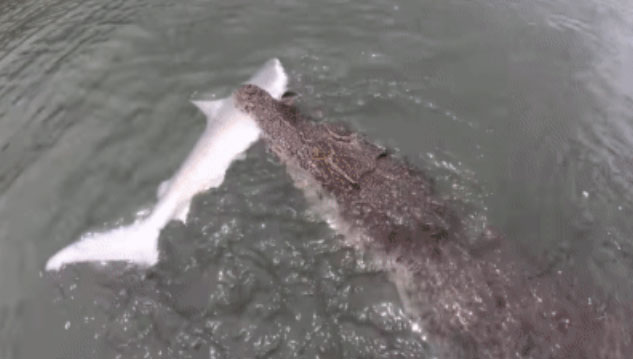 Hai người câu cá bất ngờ kéo lên một con cá mập, chưa hết bàng hoàng thì 1 cặp hàm khác trồi lên